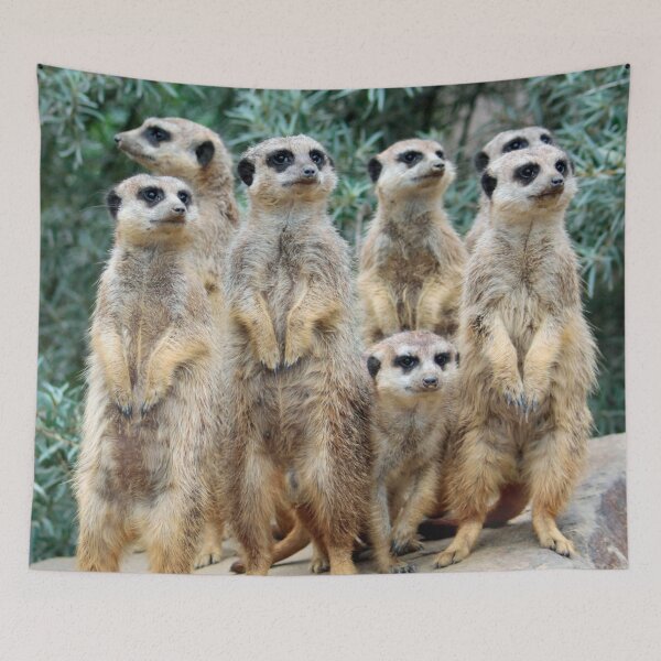 Item preview, Meerkat 006 designed and sold by JAMFoto.