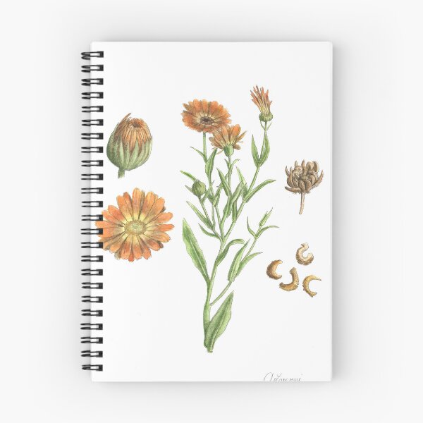 Item preview, Calendula officinalis designed and sold by Cladonia.