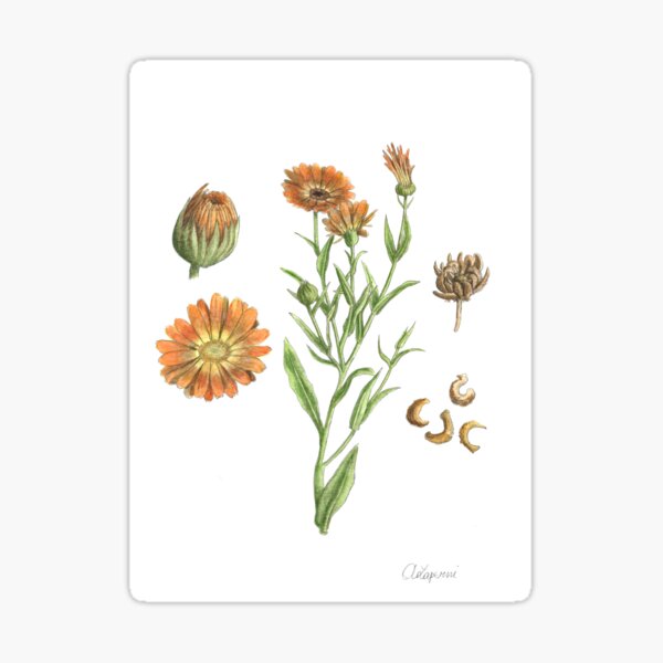 Artikel-Vorschau von Calendula officinalis, designt und verkauft von Cladonia.