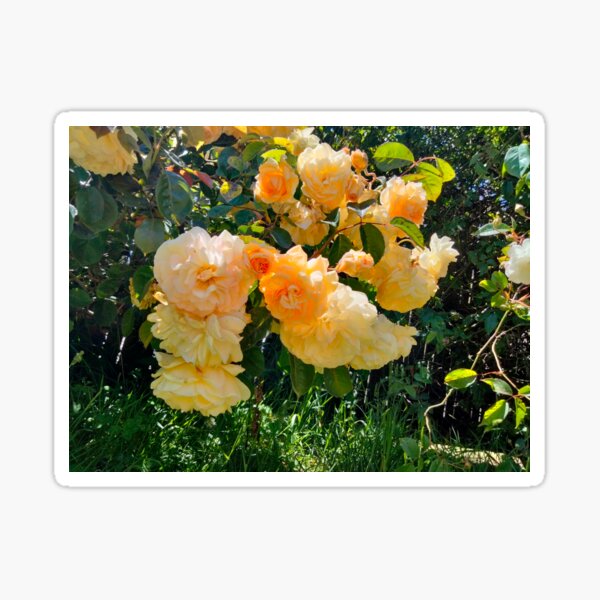 Item preview, Peaches and Cream Roses designed and sold by TeaFairy Art.