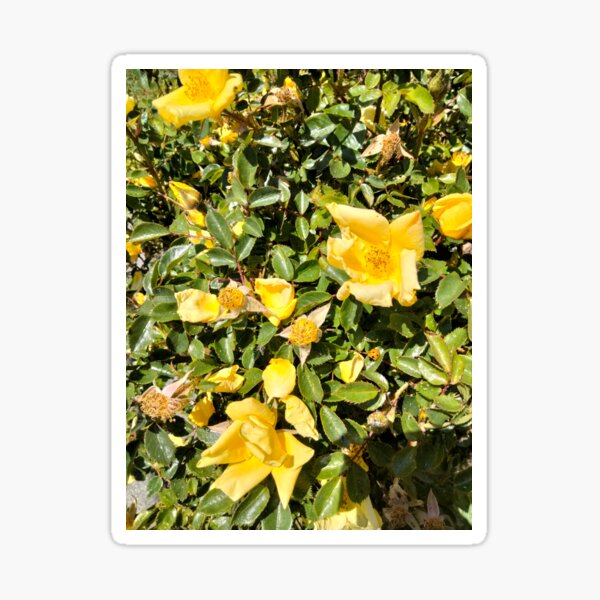 Item preview, Yellow Rose of Texas?  designed and sold by TeaFairy Art.