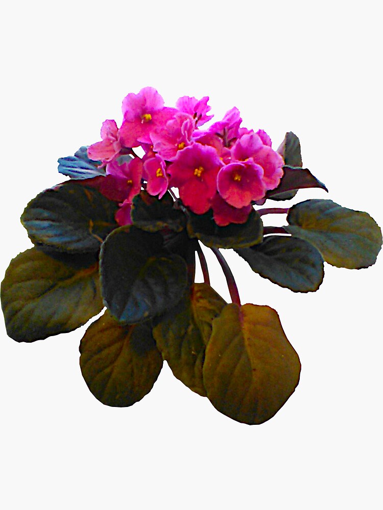 "African Violets " Sticker by JeanineKing Redbubble