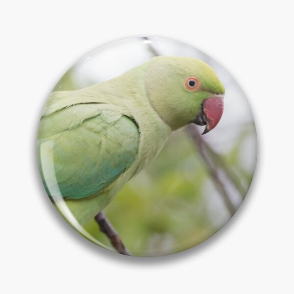Item preview, Ring Necked Parakeet designed and sold by LaurenTucker.