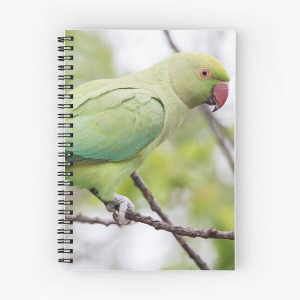 Item preview, Ring Necked Parakeet designed and sold by LaurenTucker.