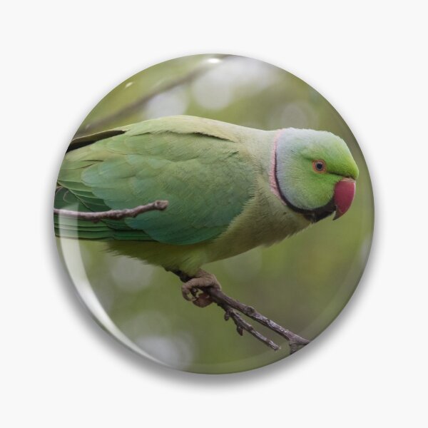 Item preview, Ring Necked Parakeet designed and sold by LaurenTucker.