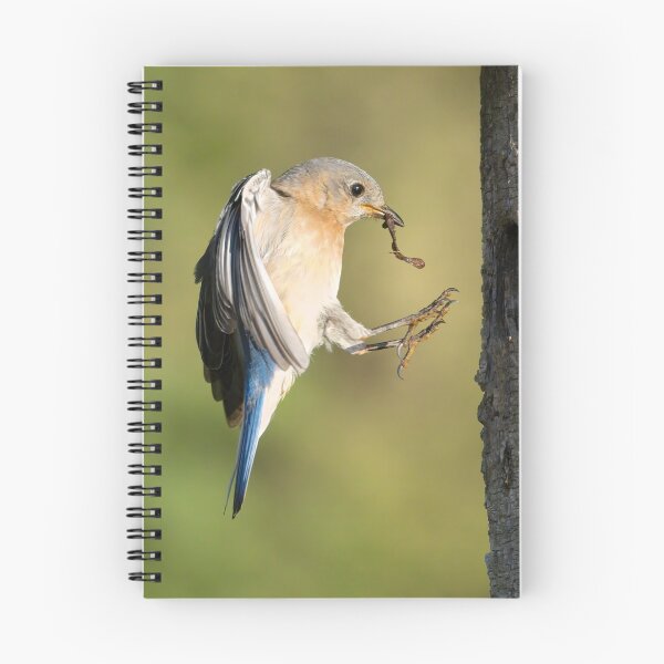 Item preview, Female Eastern Bluebird returning to Nest designed and sold by Gerard Fornarotto.
