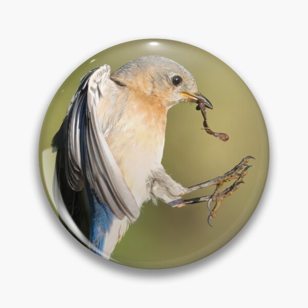 Item preview, Female Eastern Bluebird returning to Nest designed and sold by Gerard Fornarotto.