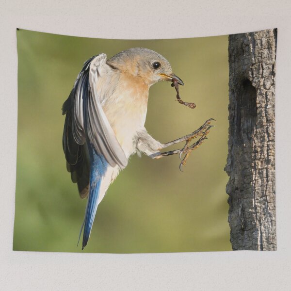 Item preview, Female Eastern Bluebird returning to Nest designed and sold by Gerard Fornarotto.