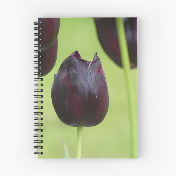 Item preview, Tulip from Holland designed and sold by Sandra  Brave.