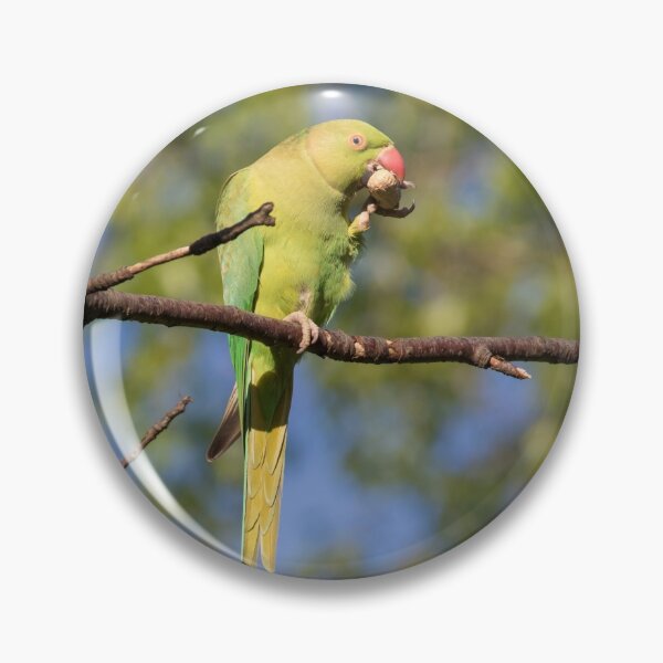Item preview, Ring Necked Parakeet designed and sold by LaurenTucker.