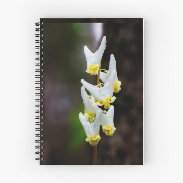 Item preview, Dutchman's Breeches designed and sold by Robert Alsop.
