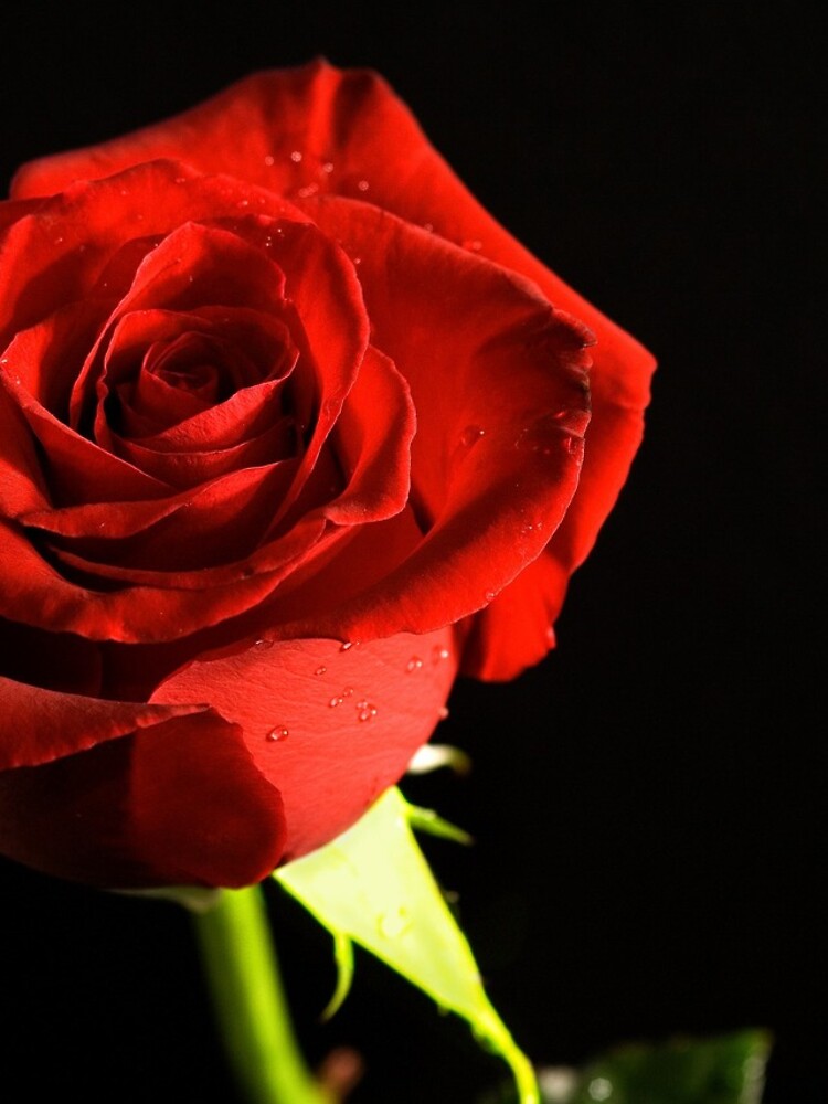 Thumbnail 4 of 4, iPhone Case, Red Rose designed and sold by Rikko.