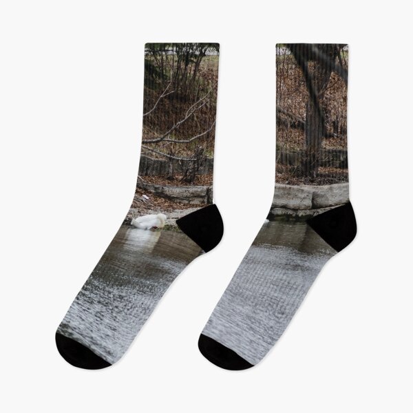 Item preview, Swans and Snow Goose designed and sold by SRosuphotos.