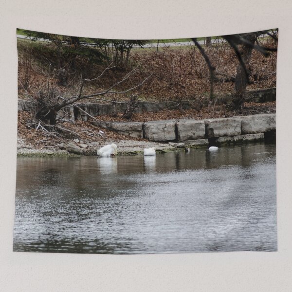 Item preview, Swans and Snow Goose designed and sold by SRosuphotos.
