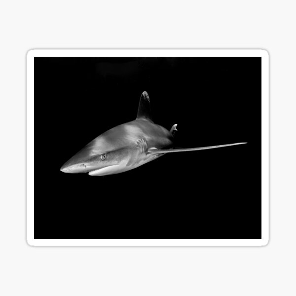 Close Encounter With an Oceanic White Tip Shark Sticker
