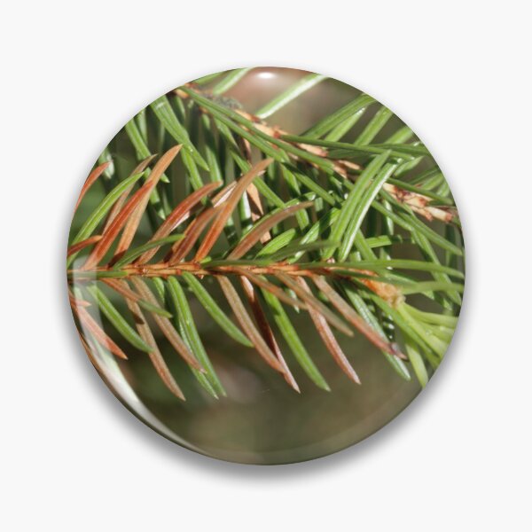 Item preview, Macro photo of brown and green needles of a sick fir tree designed and sold by Zosimus.