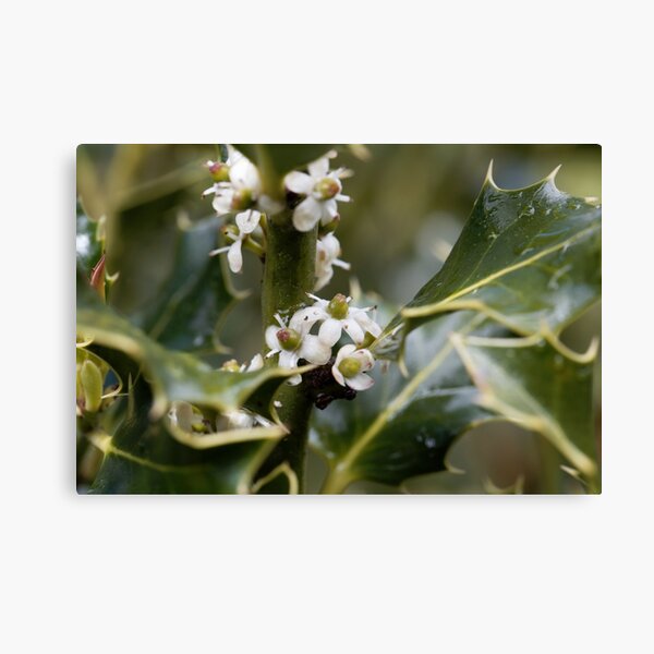 Item preview, Flowers of a common holly bush, Ilex aquifolium designed and sold by Zosimus.