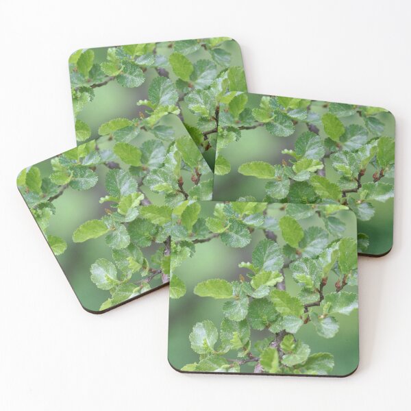 Item preview, Close-up photo of leaves of an Antarctic Beech, Nothofagus antarctica designed and sold by Zosimus.