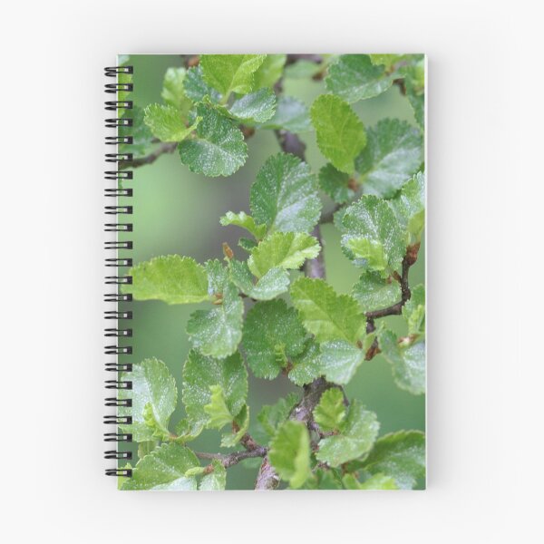 Item preview, Close-up photo of leaves of an Antarctic Beech, Nothofagus antarctica designed and sold by Zosimus.