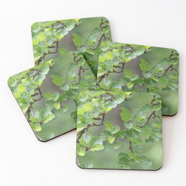 Item preview, Close-up photo of leaves of an Antarctic Beech, Nothofagus antarctica designed and sold by Zosimus.