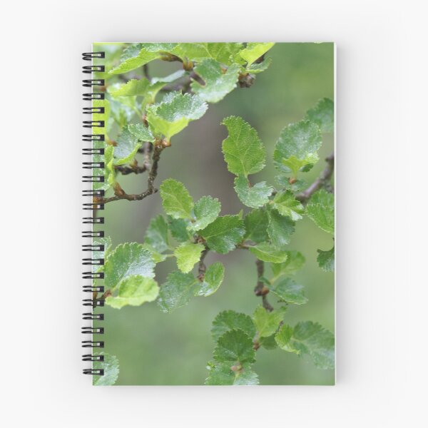 Item preview, Close-up photo of leaves of an Antarctic Beech, Nothofagus antarctica designed and sold by Zosimus.