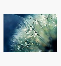 Dandelion Drama Photographic Print