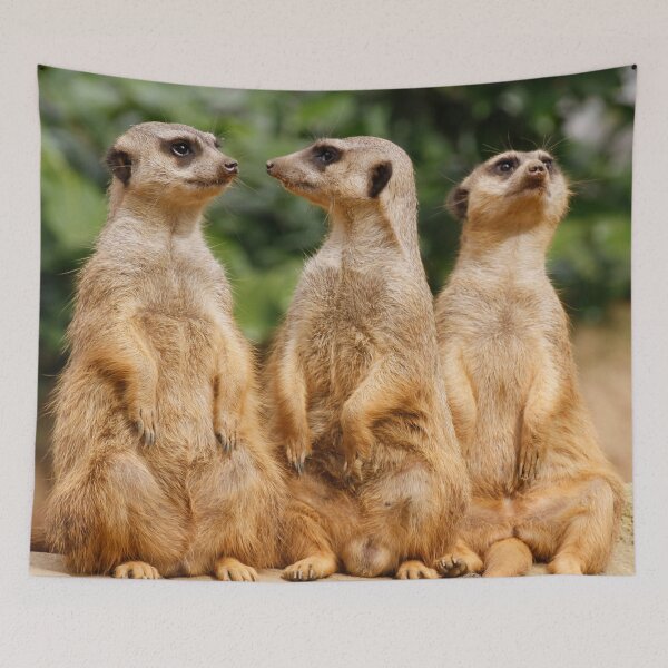 Item preview, Meerkat 07 designed and sold by JAMFoto.