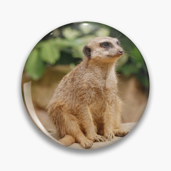 Artikelvorschau, Meerkat 010 entworfen und verkauft von JAMFoto.