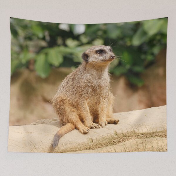 Item preview, Meerkat 010 designed and sold by JAMFoto.