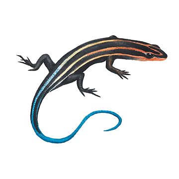 Artwork thumbnail, Five-Lined Skink by Alexis Rodefer