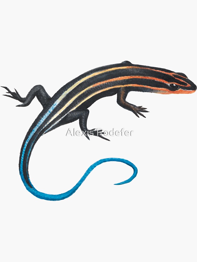 Thumbnail 3 of 3, Sticker, Five-Lined Skink designed and sold by arodefer.