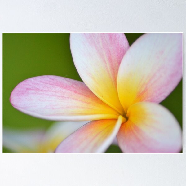 Artikelvorschau, Frangipani entworfen und verkauft von TheaShutterbug.