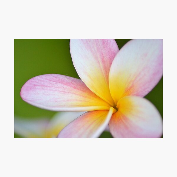 Artikelvorschau, Frangipani entworfen und verkauft von TheaShutterbug.