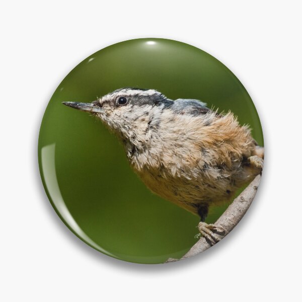 Item preview, Red Breasted Nuthatch designed and sold by Jeff Goulden Photography.