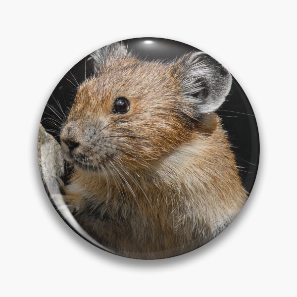Item preview, Pika Looking out from its Burrow designed and sold by Jeff Goulden Photography.
