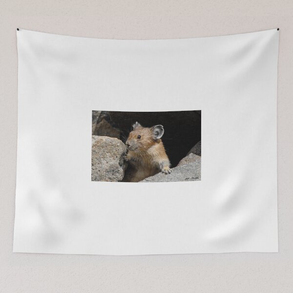 Item preview, Pika Looking out from its Burrow designed and sold by Jeff Goulden Photography.