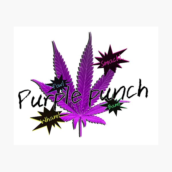 Purple Punch Photographic Print