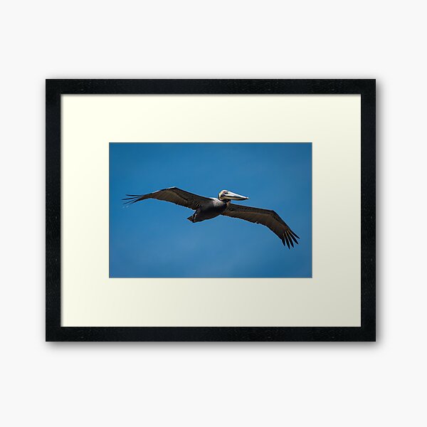 Brown Pelican Framed Art Print
