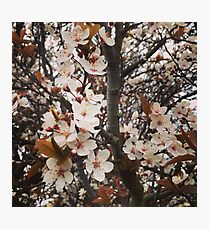 Blossoms Photographic Print