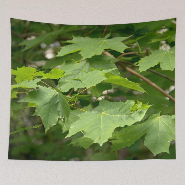 Item preview, Maple tree designed and sold by Babbler01.
