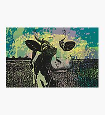 BD COW Photographic Print