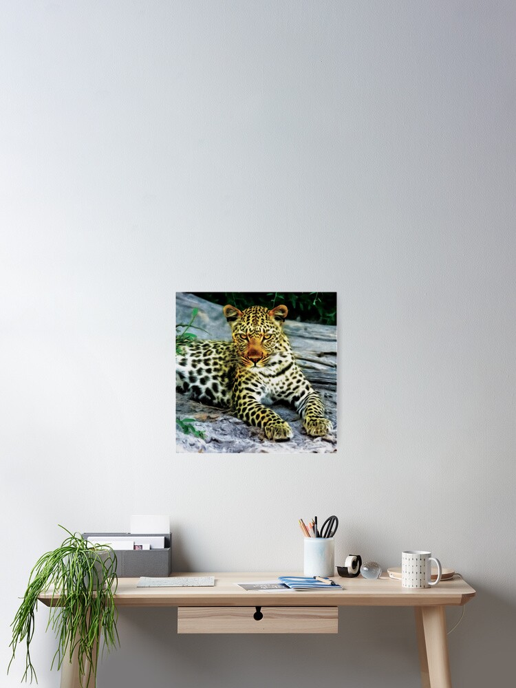 Thumbnail 2 of 3, Poster, Grumpy Leopard Posing For Camera designed and sold by StarsForgers.