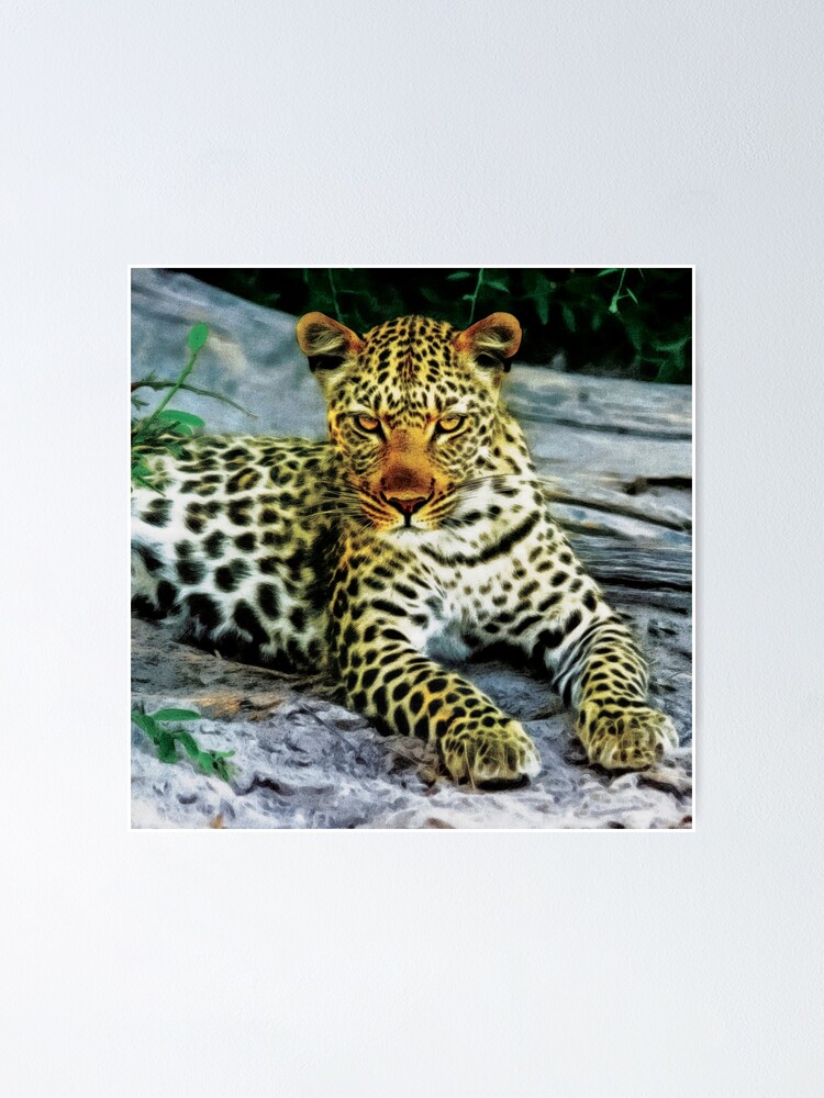 Thumbnail 1 of 3, Poster, Grumpy Leopard Posing For Camera designed and sold by StarsForgers.