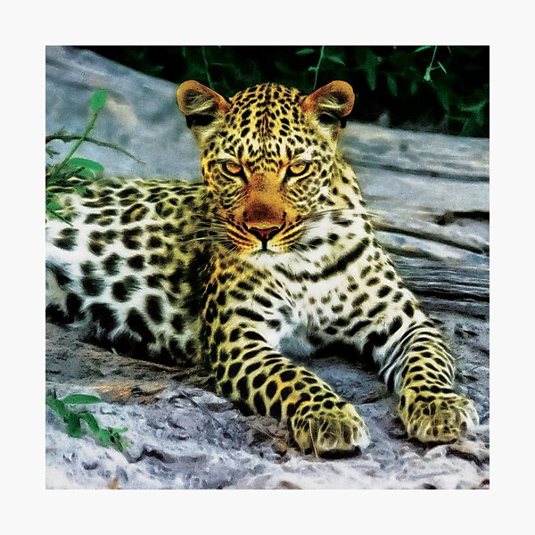 Item preview, Grumpy Leopard Posing For Camera designed and sold by StarsForgers.