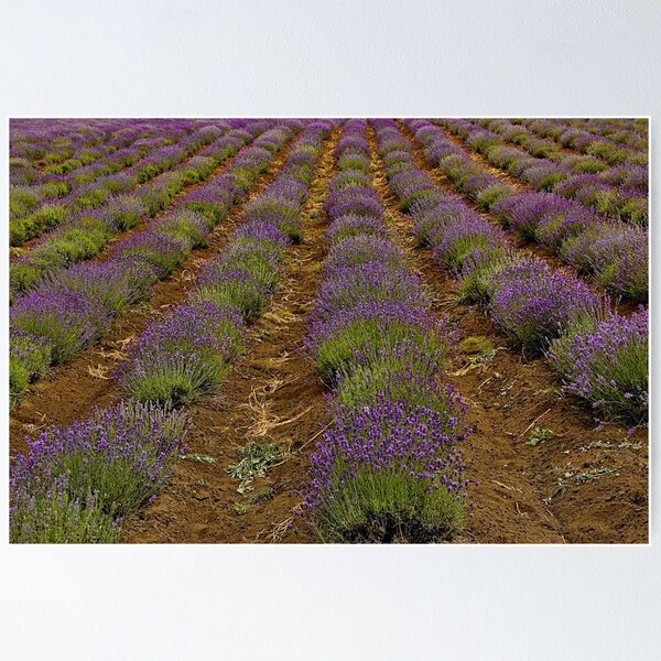Item preview, Rows Of Fragrance designed and sold by sundawg7.