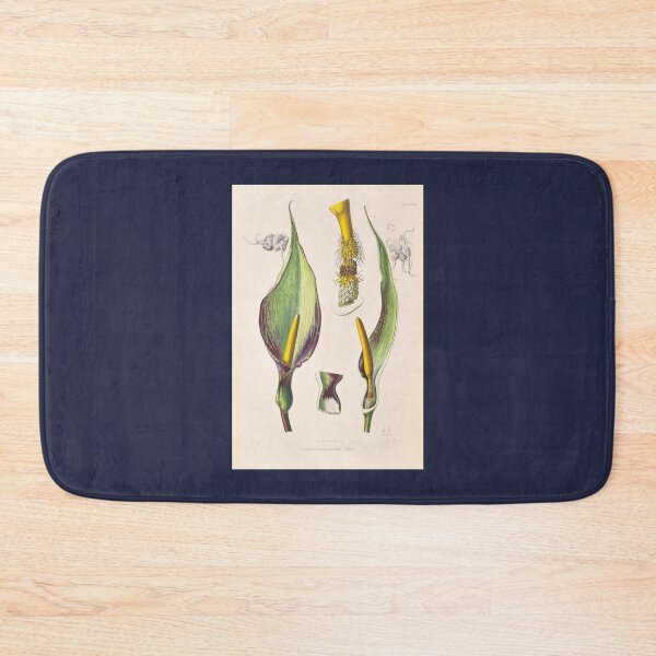 Item preview, Arum Concinnatum - Icones Aroidearum - Botanical Illustration designed and sold by chimakingthings.