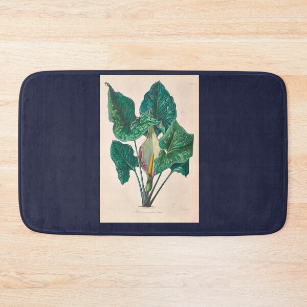 Item preview, Arum Concinnatum - Icones Aroidearum - Botanical Illustration designed and sold by chimakingthings.