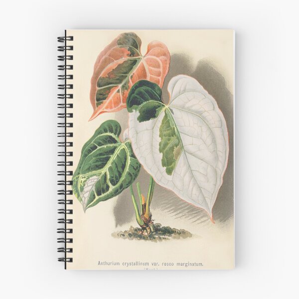 Item preview, Variegated Anthurium crystallinum - Wiener illustrierte Garten-Zeitung - Botanical Illustration designed and sold by chimakingthings.