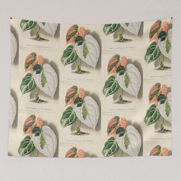 Artikelvorschau, Buntes Anthurium kristallin - Wiener illustrierte Garten-Zeitung - Botanische Illustration entworfen und verkauft von chimakingthings.