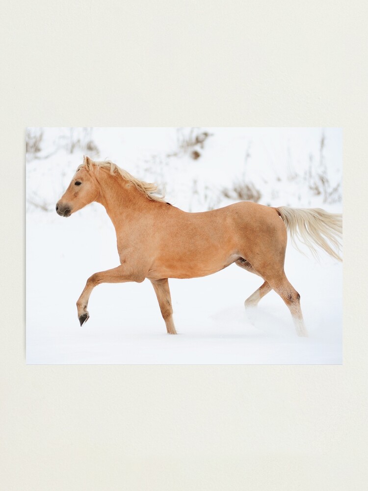 Sticker mural cavalier, cadeau équitation, décoration murale